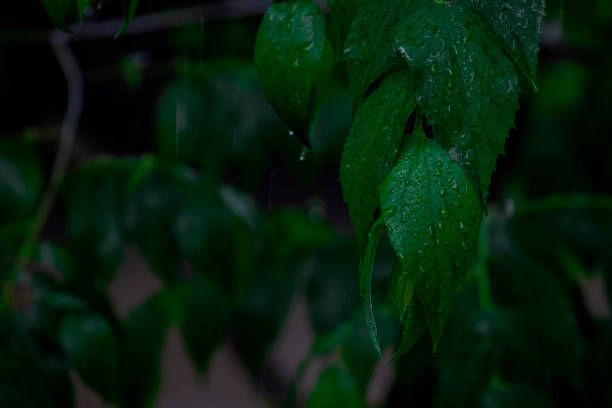 First monsoon rain drops on green leaves, Green color background and the rain.