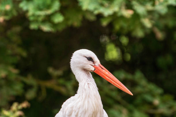istock Stork in an animal park in Germany 1249800620