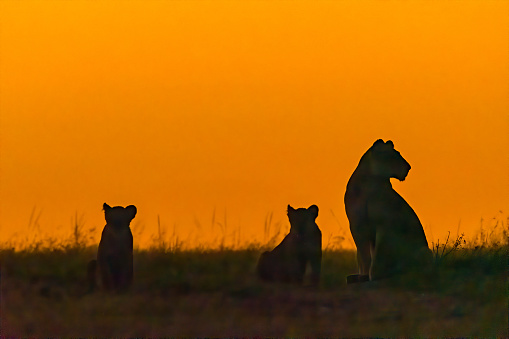 a female lion sits with two cubs against an orange sky.