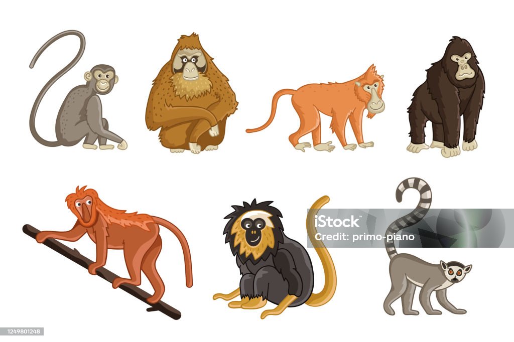 Vetores de Macacos De Desenho Animado Animais Selvagens E Animais Do  Zoológico e mais imagens de Macaco antropoide - iStock