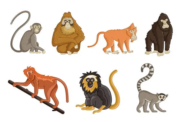 Vector illustration of Cartoon monkeys. Wildlife and zoo animals