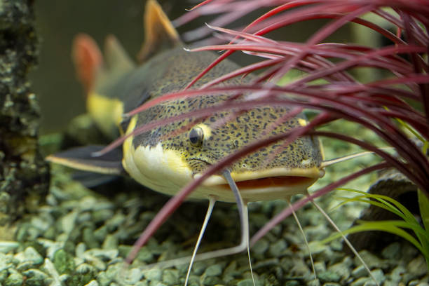 Catfish swims among the algae in the aquarium, Underwater photo Catfish swims among the algae in the aquarium, Underwater photo sheatfish stock pictures, royalty-free photos & images