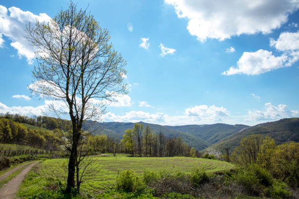 Green field and blue sky on a sunny day