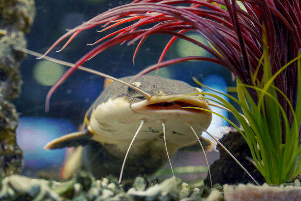 istock Catfish swims among the algae in the aquarium, Underwater photo 1249801514