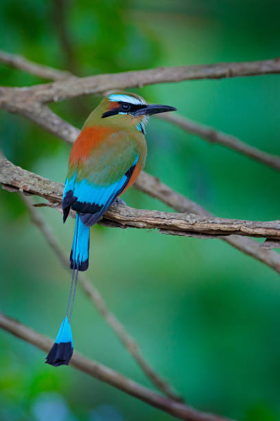 turcisse-browed motmot, eumomota superciliosa, portrait de gentil grand oiseau de nature sauvage, beau fond de forêt coloré, vue d’art, costa rica. - ortalide motmot photos et images de collection