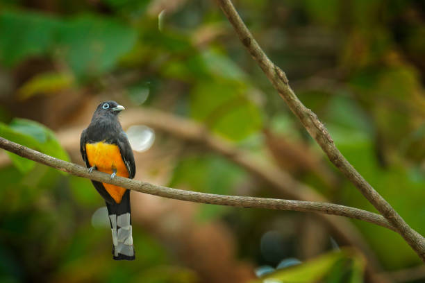 istock Black-headed trogon, Trogon melanocephalus, yellow and dark blue exotic tropical bird sitting on thin branch in the forest, Carara NP, Costa Rica. Wildlife scene from nature. 1249802424