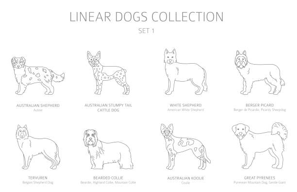 ilustraciones, imágenes clip art, dibujos animados e iconos de stock de colección de perros de línea simple aislada en blanco. razas de perros. conjunto de imágenes prediseñadas de estilo plano - tervueren
