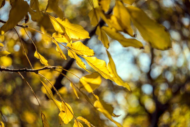 istock Yellow leafes are on the tree at autumun 1249802606