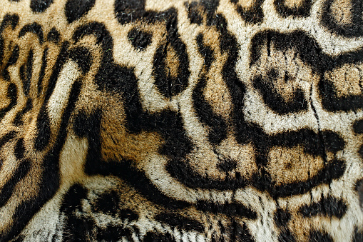 Detail close-up fur coat of wild cat. Wild cat from Costa Rica. Margay, Leopardis wiedii, beautiful cat sitting on the branch in the tropical forest, Central America. Wildlife scene from tropical nature.