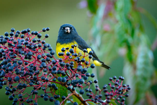 siskin à ventre jaune, carduelis xanthogastra, blanc tropical jaune et oiseau noir mangeant des fruits bleus dans l’habitat de la nature, savegre, scène d’action d’alimentation avec de la nourriture du costa rica. - tarins photos et images de collection