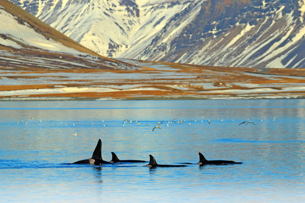 Group of killer whale near the Iceland mountain coast during winter. Orcinus orca in the water habitat, wildlife scene from nature. Whales in beautiful landscape, snow on the hills. Group of killer whale near the Iceland mountain coast during winter. Orcinus orca in the water habitat, wildlife scene from nature. Whales in beautiful landscape, snow on the hills. iceland whale stock pictures, royalty-free photos & images
