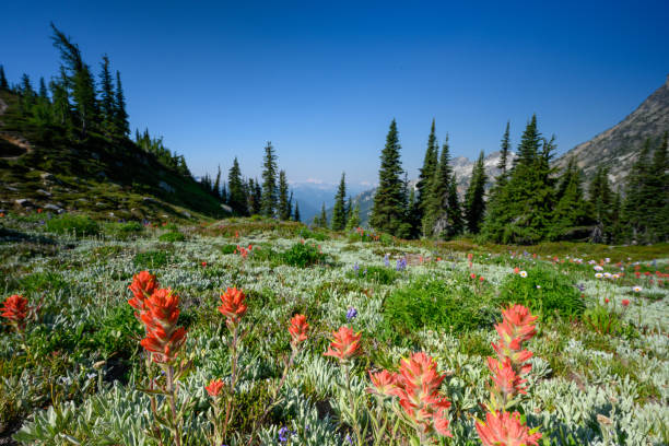 pincel e flores silvestres se estendem em alpine meadow - montana mountain meadow flower - fotografias e filmes do acervo