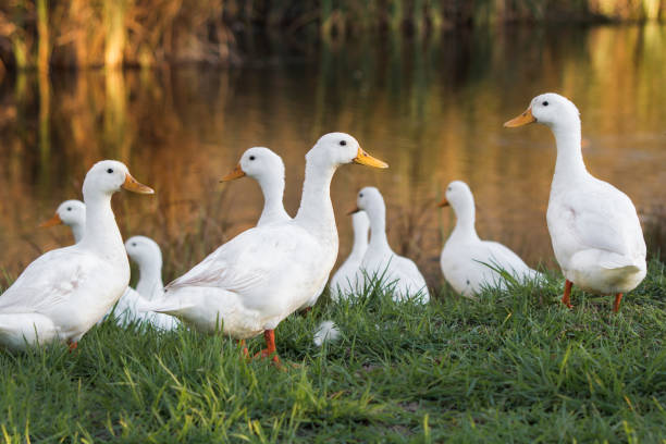 istock The Pekin or White Pekin ducks standing next to their pond 1249803418