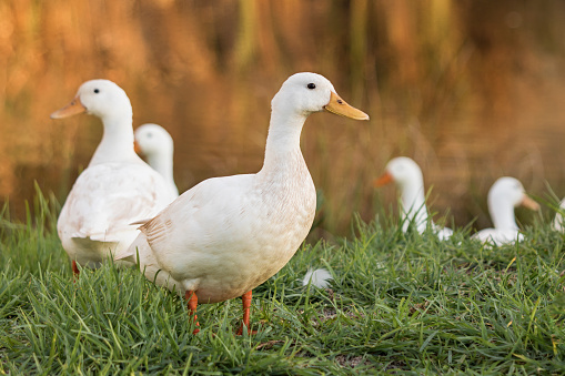 Close up of a Pekin or White Pekin duck standing next to the pond