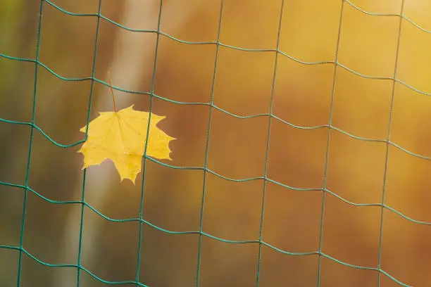 End of sports season concept. Soccer goal net with autumn leave. Dreams of winning a sports competition: football, soccer, rugby, tennis, baseball, american football, field hockey and other.
