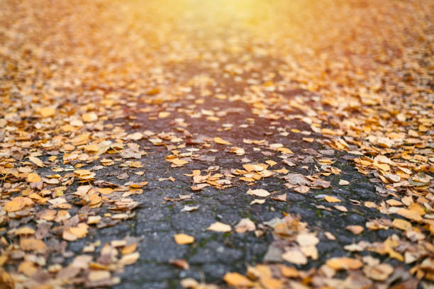 Autumn leaves on city park pathway. Colorful fallen foliage. Design background pattern for seasonal use.