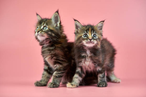 istock Maine coon tortoiseshell kittens 1249805169