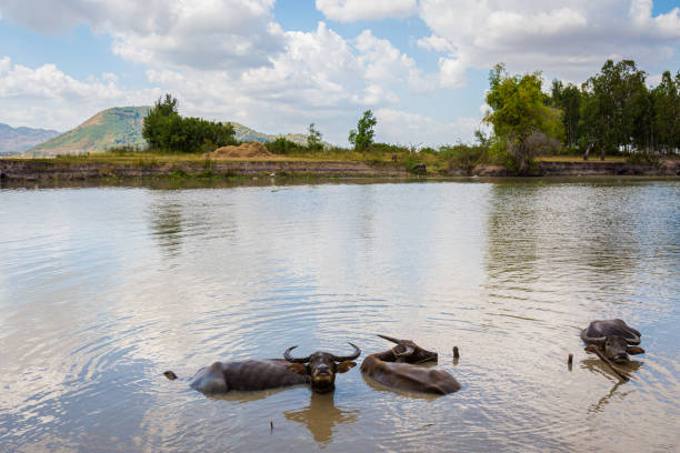 Summer landscape with buffalos taking river bath in tropical Mekong Delta, Vietnam. Motorbike trip in souteast Asia.