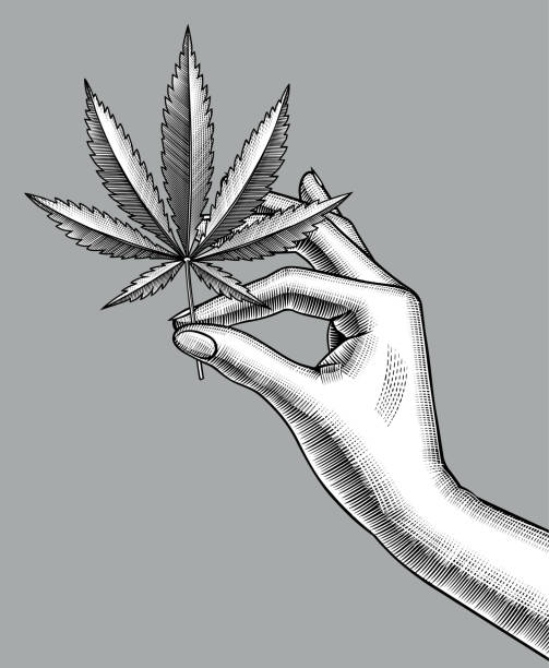 ilustrações de stock, clip art, desenhos animados e ícones de female hand with a cannabis leaf - psychedelic alternative medicine touching human hand