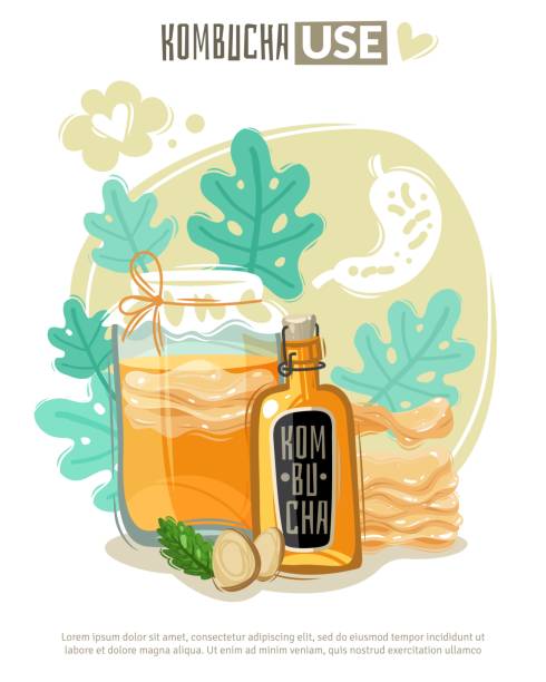 Kombucha tea poster. Kombucha fermented probiotic tea vertical poster. Vector illustration. The benefits of fermented tea. Mold fungus. Drink in a bottle. The silhouette of the stomach. Beneficial bacteria Kombucha fermented probiotic tea vertical poster. Vector illustration. The benefits of fermented tea. Mold fungus. Drink in a bottle. The silhouette of the stomach. Beneficial bacteria kombucha jar stock illustrations