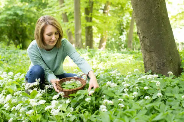 Woman Picking Wild Garlic In Woodland Putting Leaves In Basket