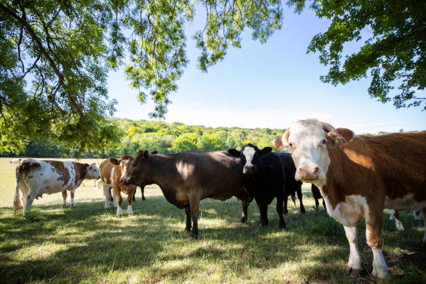 istock Cattle Grazing On Summer Pasture On UK Livestock Farm 1249808430