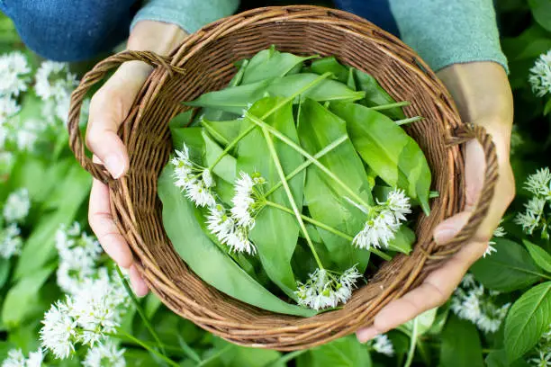 Close Up Of Woman Holding Basket Of Hand Picked Wild Garlic In Woodland