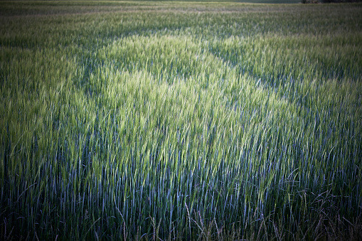 Southern part of the island Funen has a unique nature with cozy rolling hills. Small fields framed by hedgerows. Summer evening shots after sunset. Even after sunset it hardly gets dark in the summer in Denmark. Barley crop