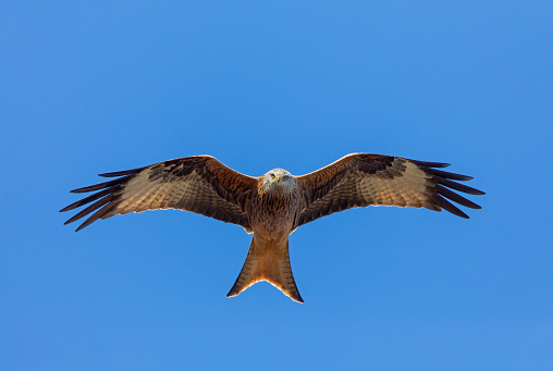 Flying red kite against a blue sky.