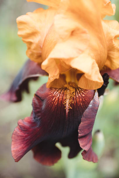 istock Iris flower blooming in the garden 1249808681