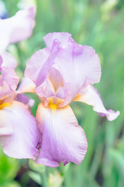 istock Iris flower blooming in the garden 1249808685