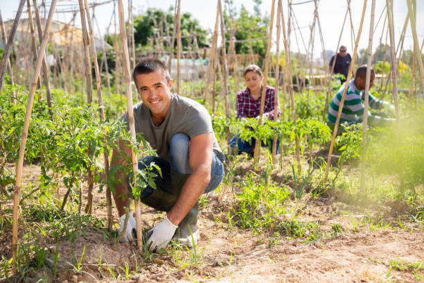 istock Man fixing tomato plants on supporting trellis in garden 1249808932