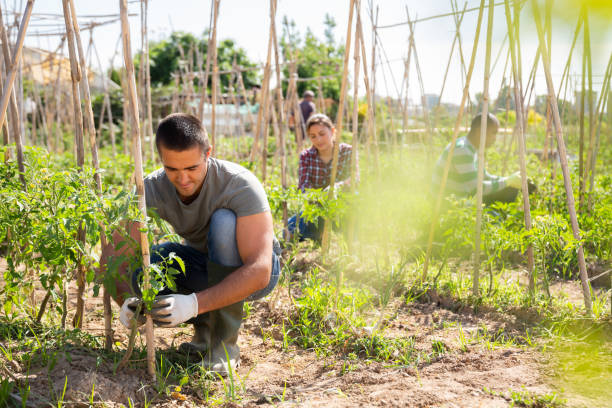 istock Gardener with bamboo stick working with seedlings 1249808933
