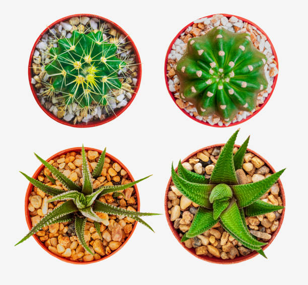 istock The Small different types of cactus plants. 1249809734
