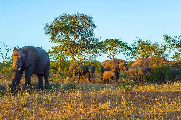 istock Gold sunset in the Kruger Park 1249810560