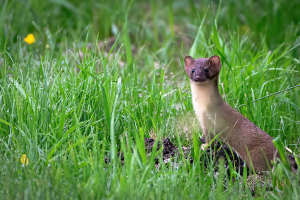 Long Tail Weasel Long Tail Weasel or Ermine.  Taken in Washington state, USA. stoat mustela erminea stock pictures, royalty-free photos & images