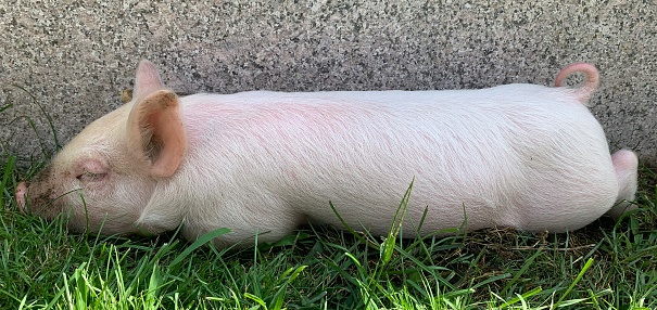 Baby pig in the shade next to a stone bench