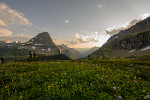 istock Wild Flowers at Sunset On Logan Pass 1249812380