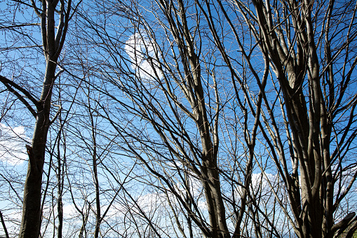 Dry tree branches with sky