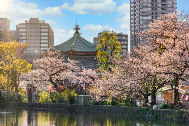 Bentendo hall and cherry blossom trees on the pond of Ueno park in Tokyo. ueno, japan - march 31 2020: Octogonal Shinobazuike Bentendo hall dedicated to godess of Arts Benten surrounded by cherry blossom trees on the pond of the buddhist Kaneiji Temple of Ueno park in Tokyo shinobazu pond stock pictures, royalty-free photos & images