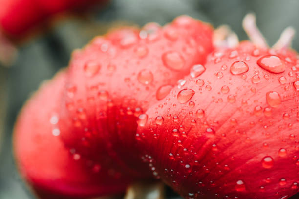Close up of the petals of a sweat pea flower covered in Autumn morning dew water droplets.