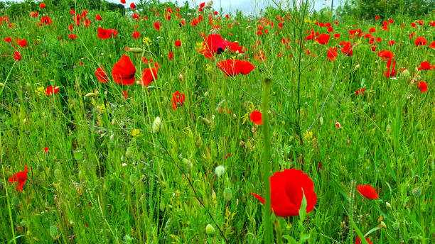 istock Red poppies in the meadow 1249813807