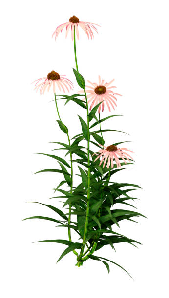 3D illustration cone flowers on white