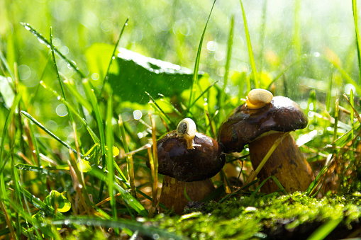Tha snail on the forest mushroom. After the rain. macro photos
