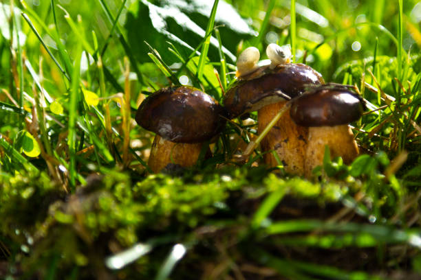 istock Tha snails on the mushrooms. Forest After the rain. 1249818216