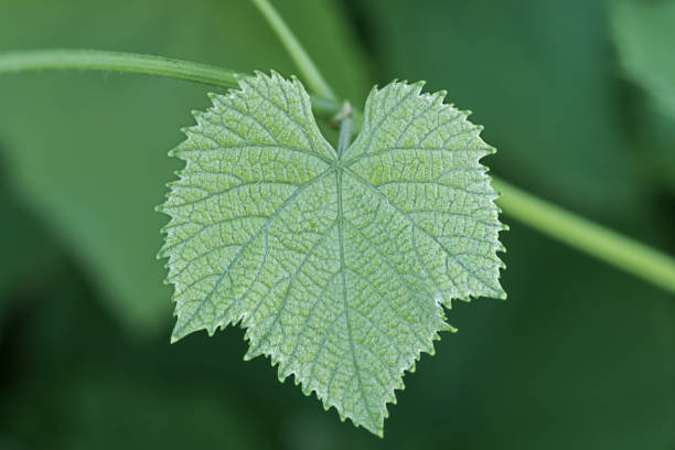 Green leaf of grape closeup. stock photo