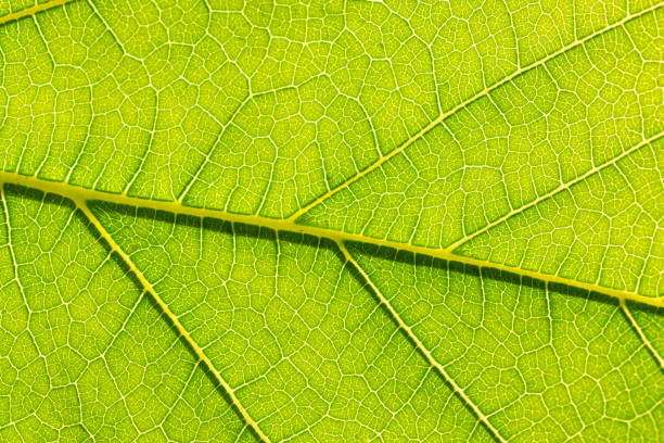 Close-up of green leaf background. stock photo