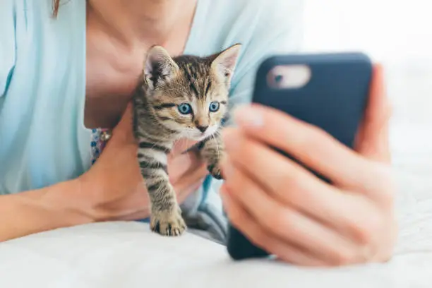 Cropped image of young woman lying on bed with tabby kitten and watching on phone - close-up of shocked or curious kitten looking at the screen of smartphone
