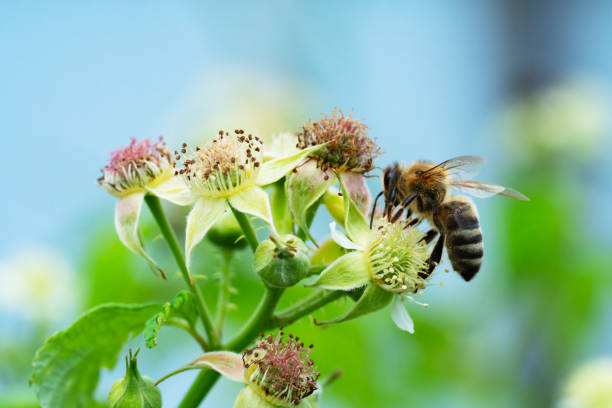 istock Bumble bee collecting pollen in the summer sunshine 1249820047