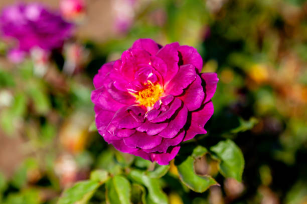 ebb tide rose flower in the field. - hybrid tea rose imagens e fotografias de stock